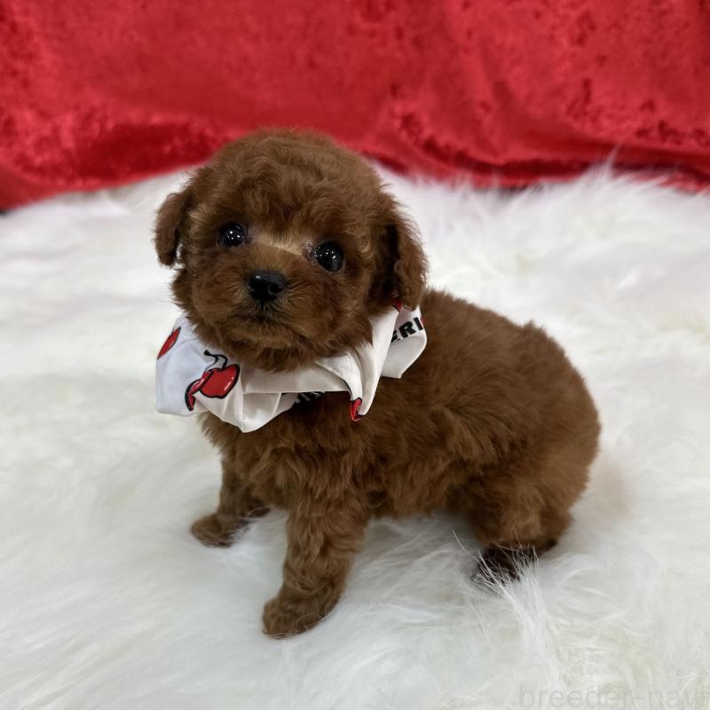 販売中の広島県のティーカッププードル-435906の4枚目