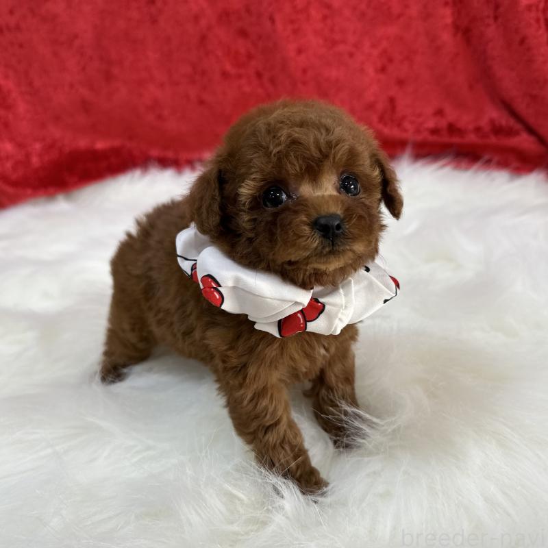 販売中の広島県のティーカッププードル-435906の3枚目