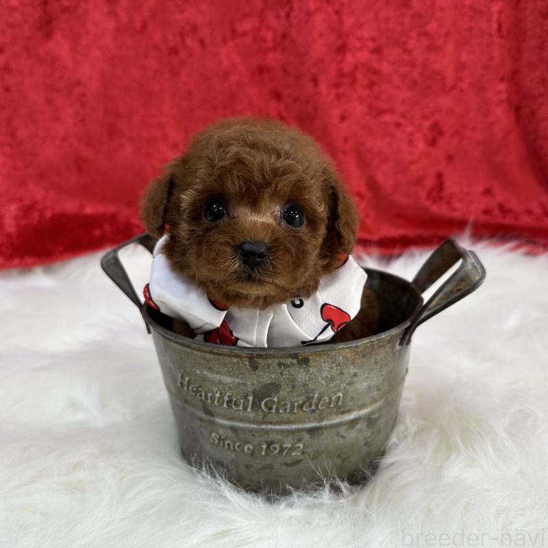 販売中の広島県のティーカッププードル-435906の2枚目