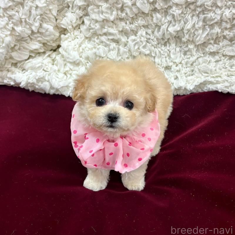 販売中の広島県のティーカッププードル-435907の1枚目