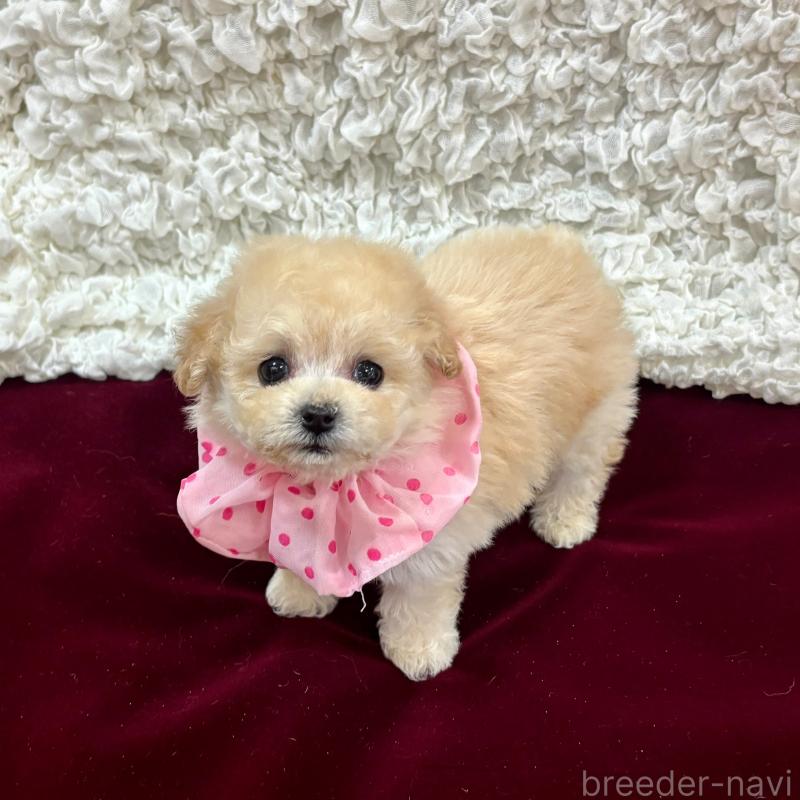 販売中の広島県のティーカッププードル-435907の4枚目