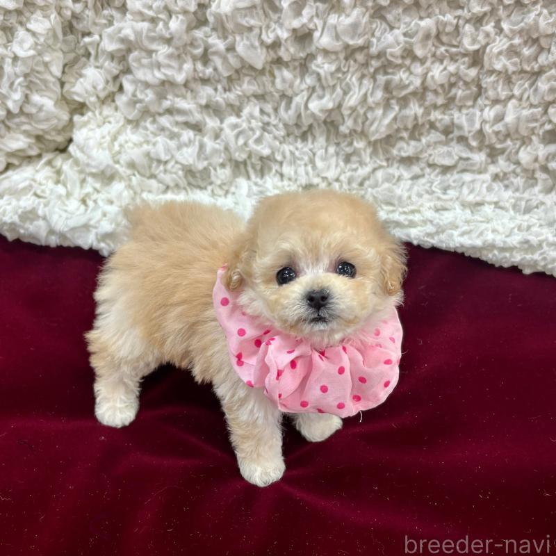 販売中の広島県のティーカッププードル-435907の3枚目