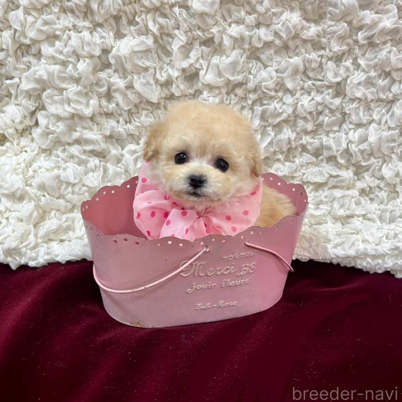 販売中の広島県のティーカッププードル-435907の2枚目