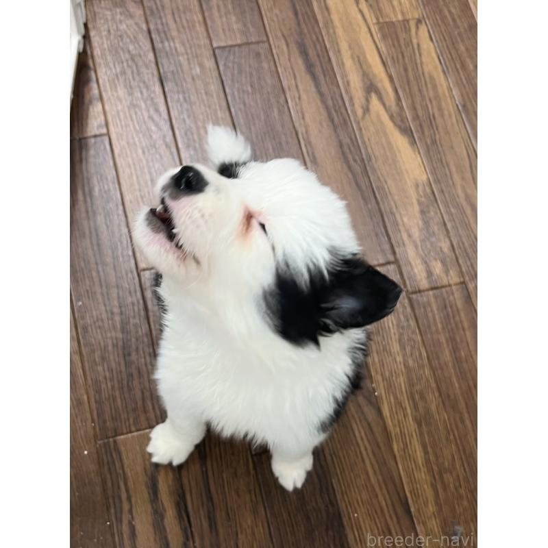 成約済の東京都のボーダーコリー-434199の7枚目