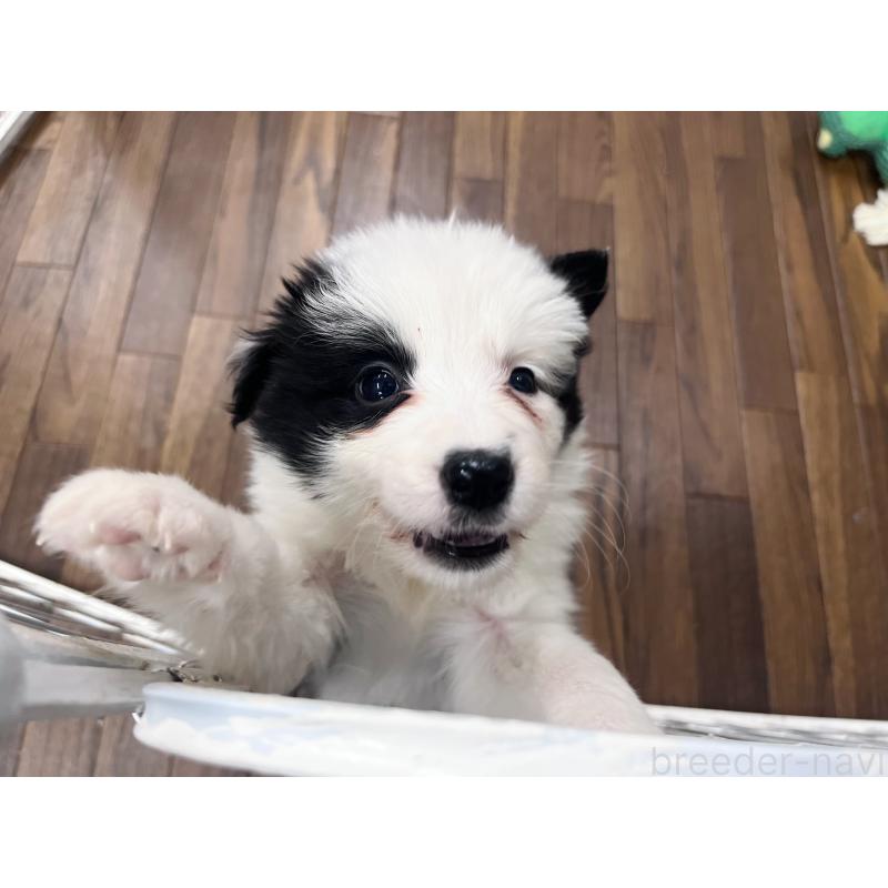 販売中の東京都のボーダーコリー-434199