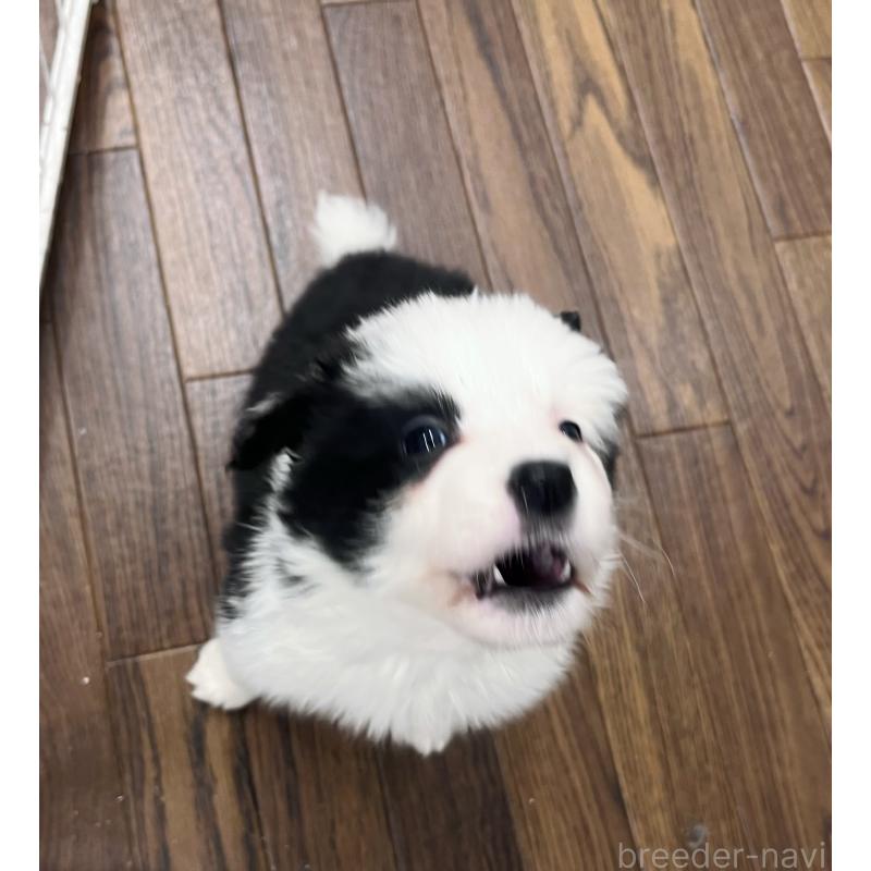 成約済の東京都のボーダーコリー-434199の6枚目