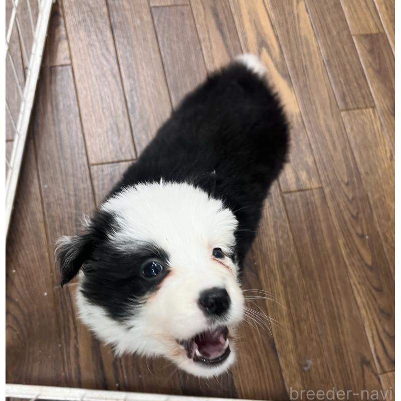 成約済の東京都のボーダーコリー-434199の5枚目