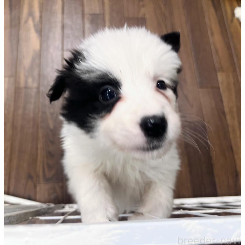 成約済の東京都のボーダーコリー-434199の4枚目