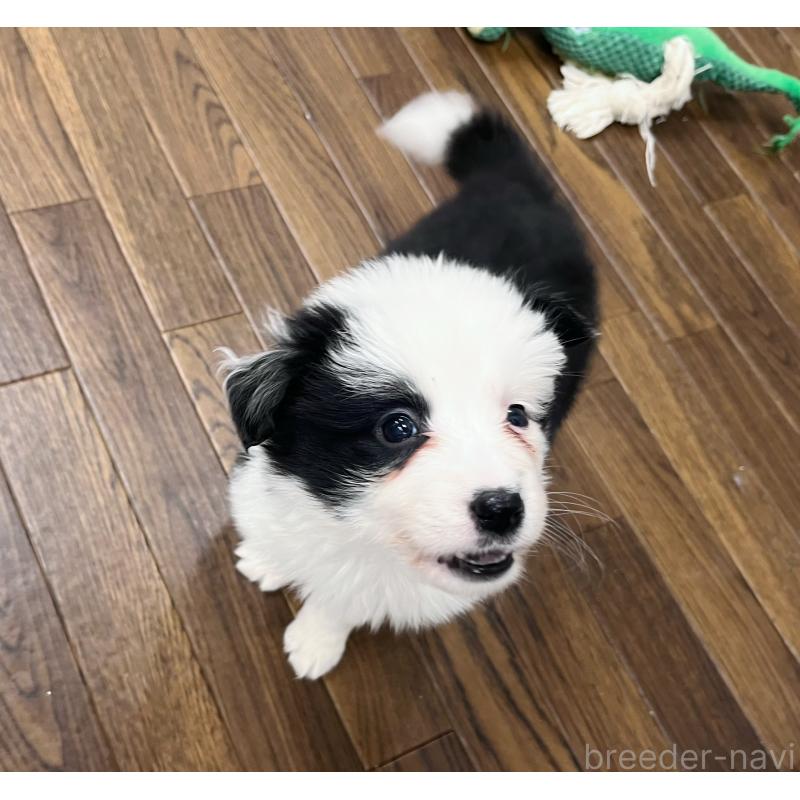 成約済の東京都のボーダーコリー-434199の3枚目