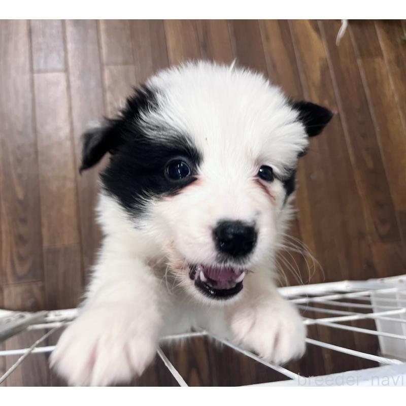 成約済の東京都のボーダーコリー-434199の2枚目