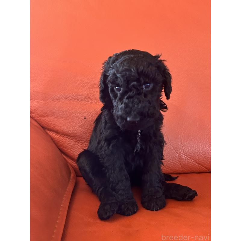 販売中の山梨県のスタンダードプードル-435908の2枚目