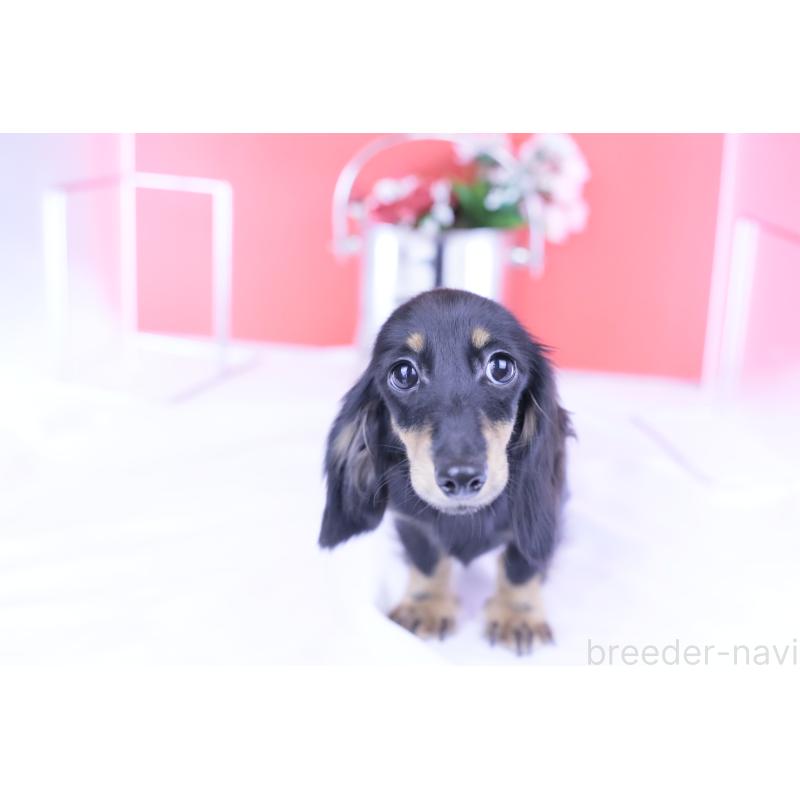 販売中の愛知県のカニンヘンダックスフンド(ロングヘアード)-401454の14枚目