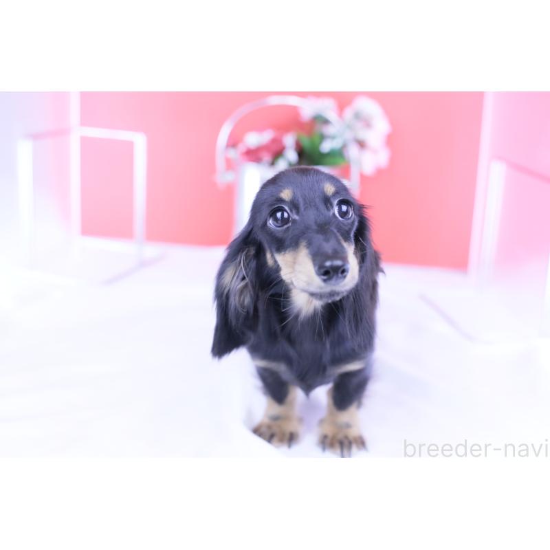 販売中の愛知県のカニンヘンダックスフンド(ロングヘアード)-401454の13枚目