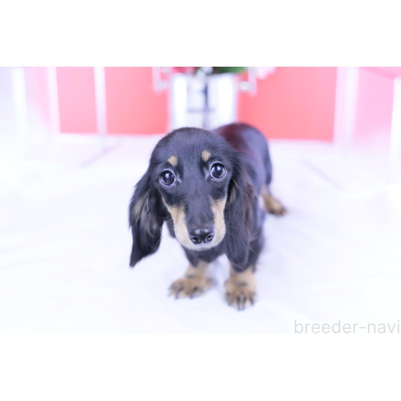 販売中の愛知県のカニンヘンダックスフンド(ロングヘアード)-401454の12枚目