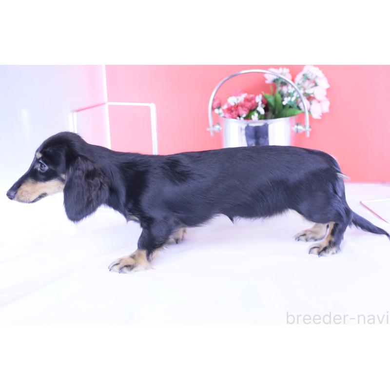 販売中の愛知県のカニンヘンダックスフンド(ロングヘアード)-401454の10枚目