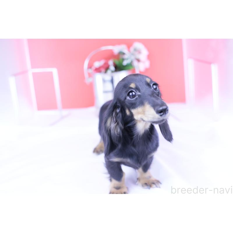 販売中の愛知県のカニンヘンダックスフンド(ロングヘアード)-401454の9枚目