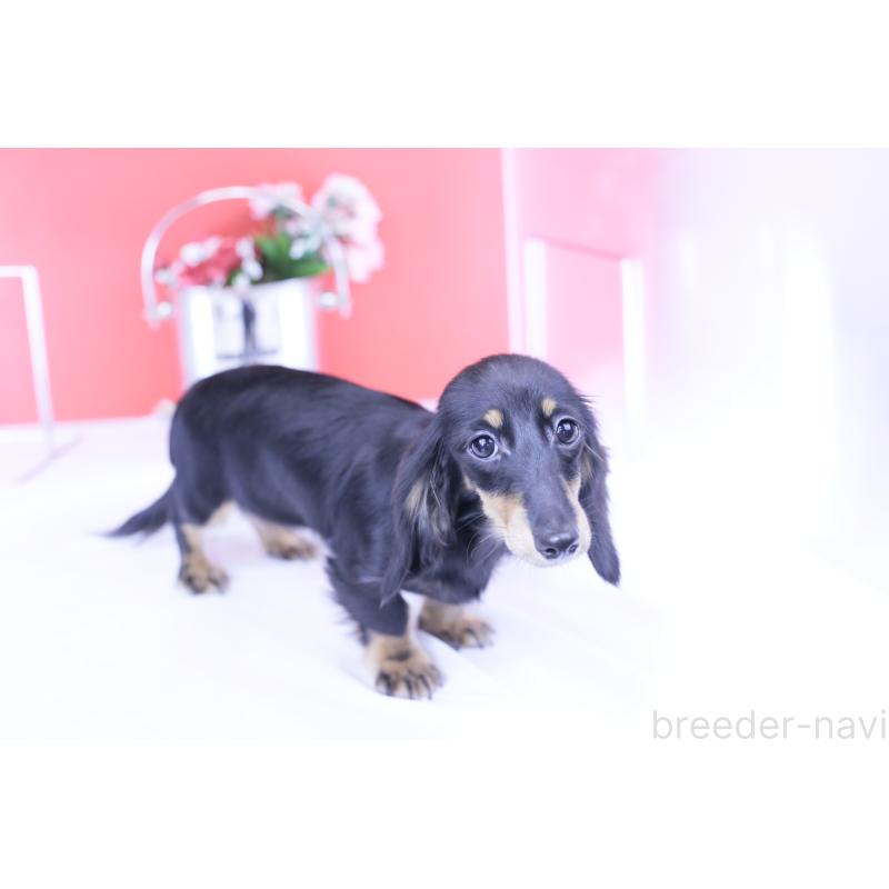 販売中の愛知県のカニンヘンダックスフンド(ロングヘアード)-401454の8枚目