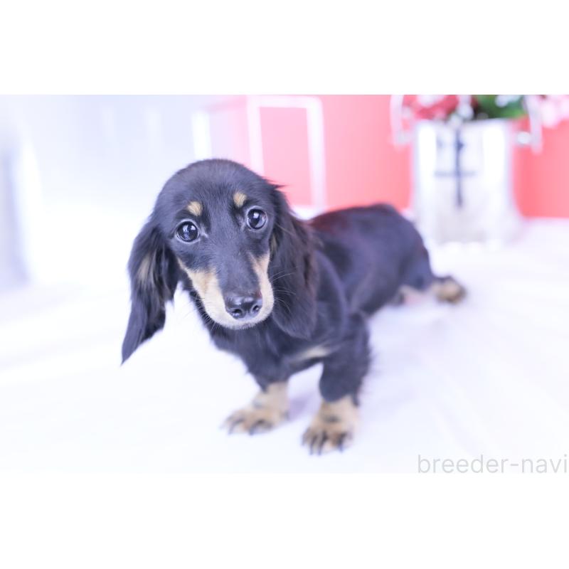販売中の愛知県のカニンヘンダックスフンド(ロングヘアード)-401454の7枚目