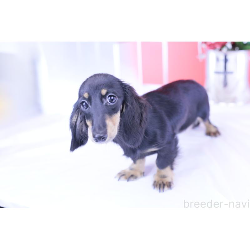 販売中の愛知県のカニンヘンダックスフンド(ロングヘアード)-401454の6枚目