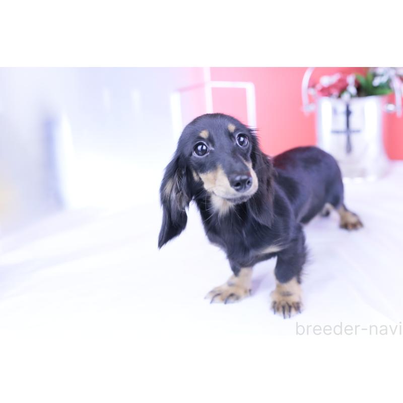 販売中の愛知県のカニンヘンダックスフンド(ロングヘアード)-401454の5枚目