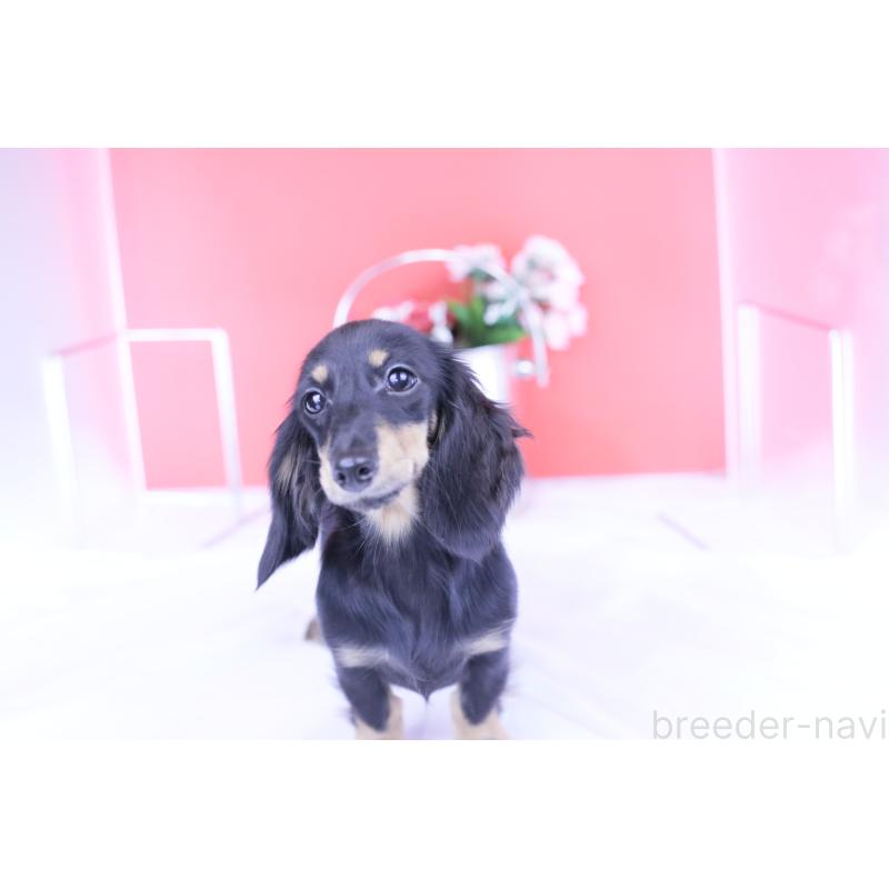 販売中の愛知県のカニンヘンダックスフンド(ロングヘアード)-401454の4枚目