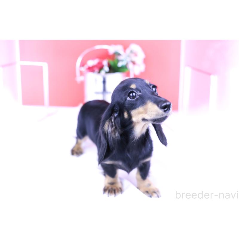 販売中の愛知県のカニンヘンダックスフンド(ロングヘアード)-401454の3枚目