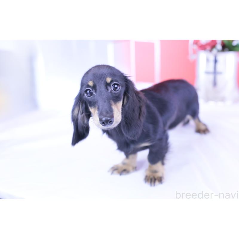 販売中の愛知県のカニンヘンダックスフンド(ロングヘアード)-401454の2枚目