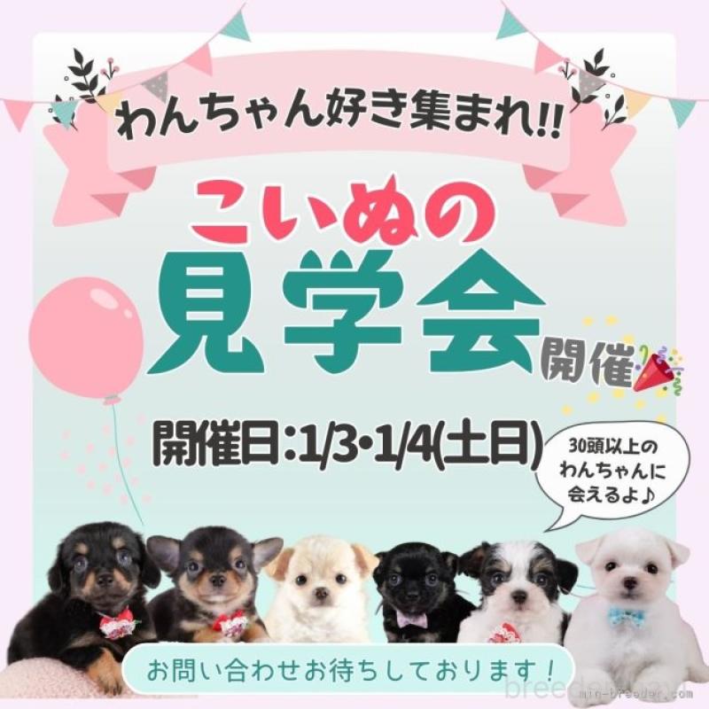 成約済の神奈川県のチワワ(ロングコート)-434419の6枚目