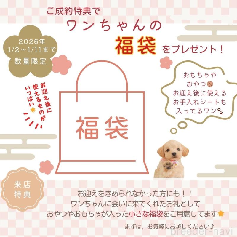 成約済の神奈川県のトイプードル-429444の6枚目