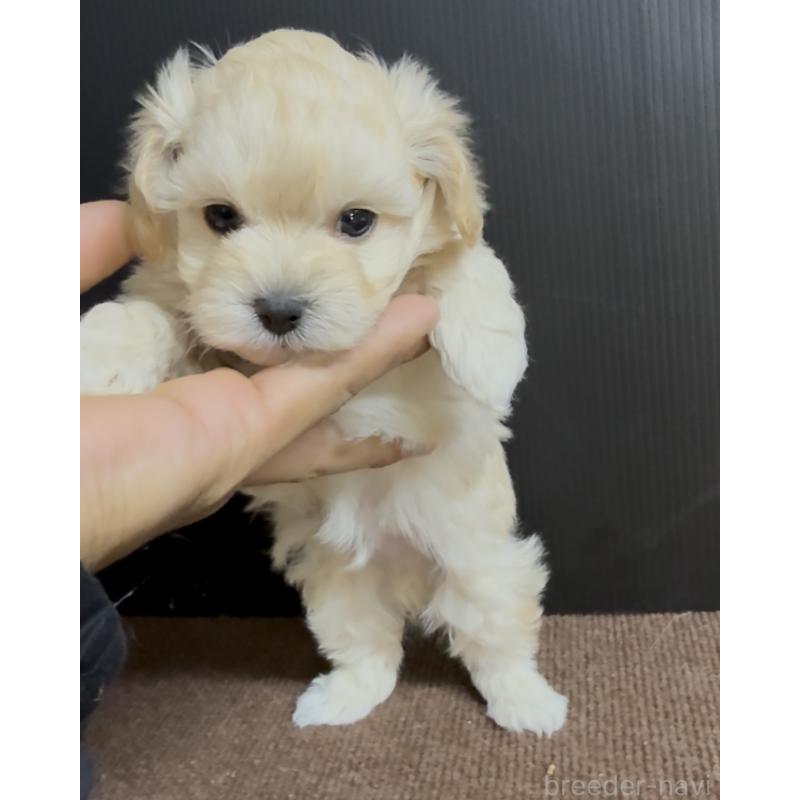 販売中の福岡県のマルプー:マルチーズ×トイプードル-435909の4枚目