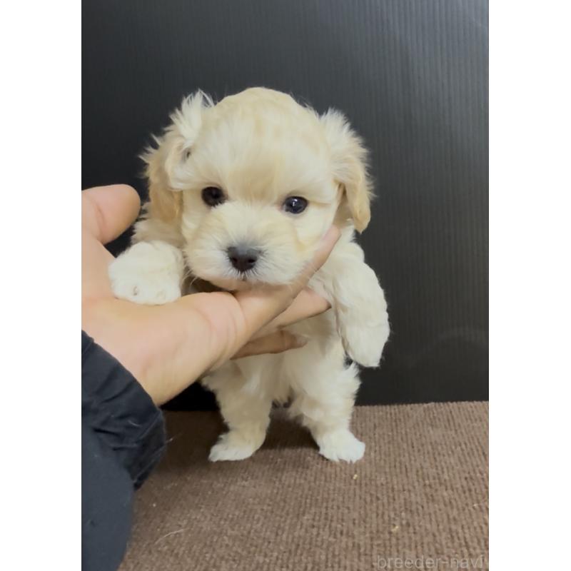 販売中の福岡県のマルプー:マルチーズ×トイプードル-435909の3枚目