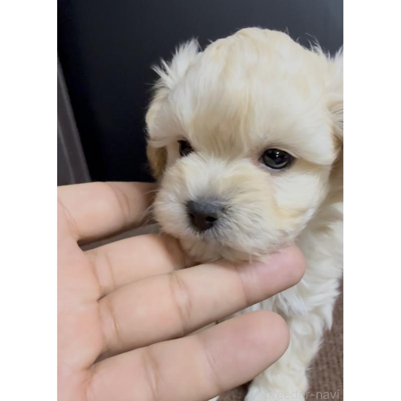 販売中の福岡県のマルプー:マルチーズ×トイプードル-435909の2枚目