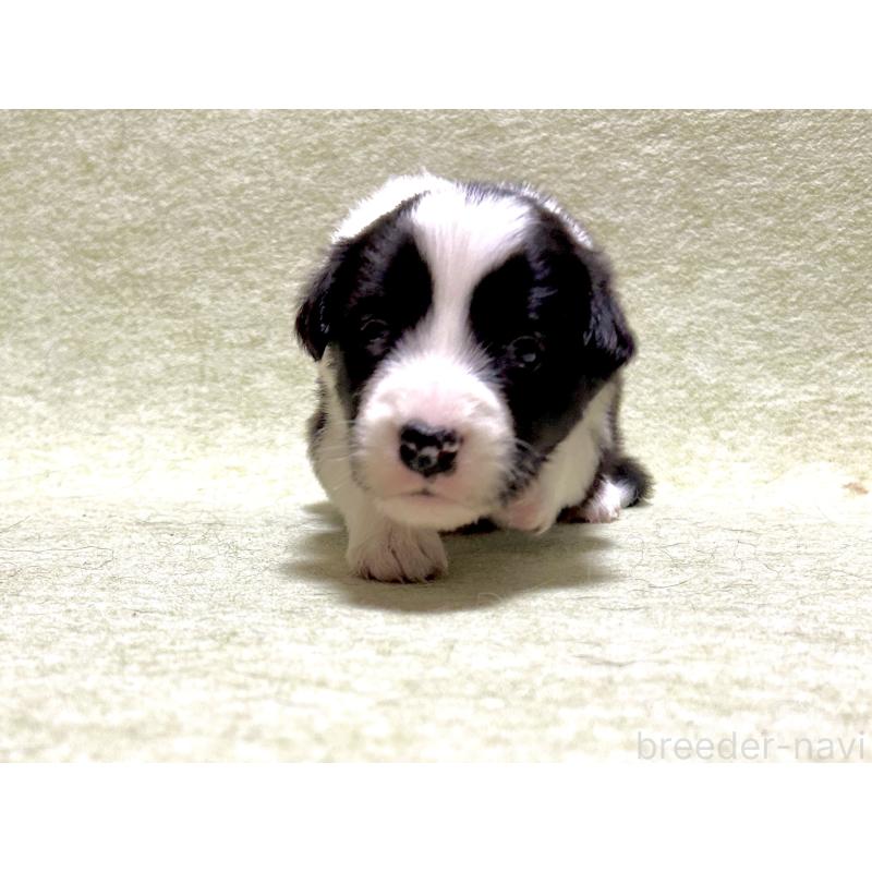 販売中の大阪府のボーダーコリー-435910の1枚目