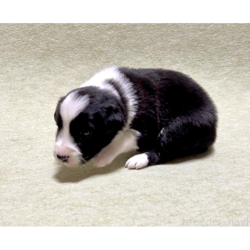 販売中の大阪府のボーダーコリー-435910の3枚目