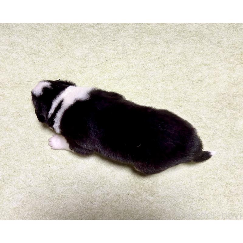 販売中の大阪府のボーダーコリー-435910の2枚目