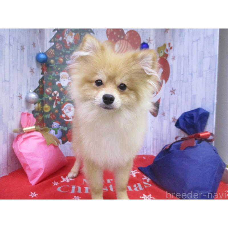販売中の鳥取県のポメラニアン-408789の2枚目