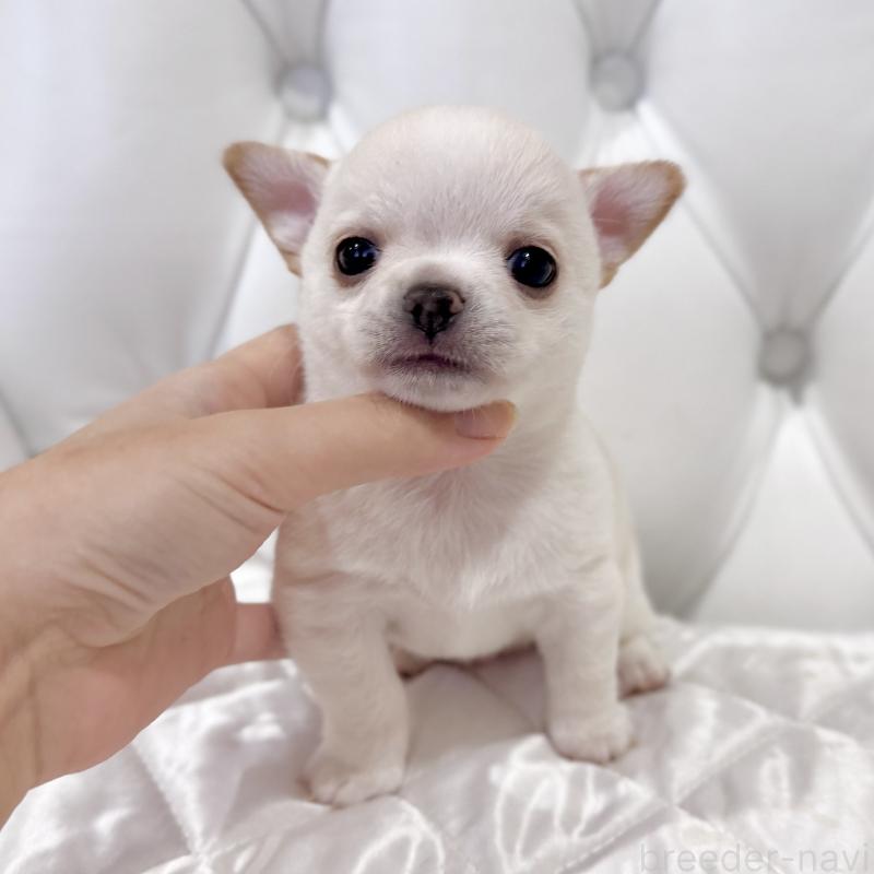 販売中の福岡県のチワワ(スムースコート)-435912の8枚目