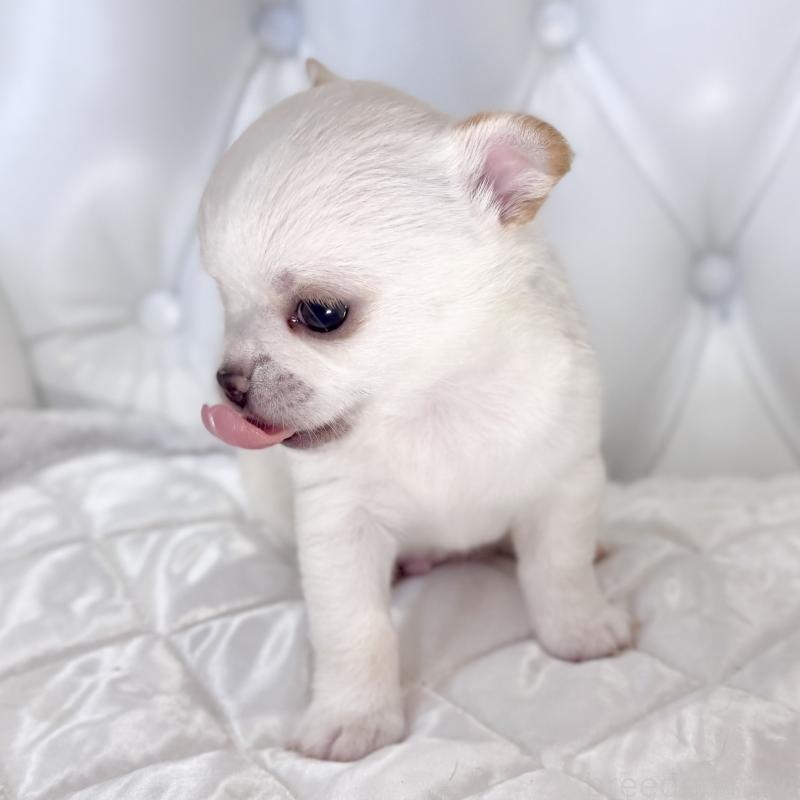 販売中の福岡県のチワワ(スムースコート)-435912の7枚目