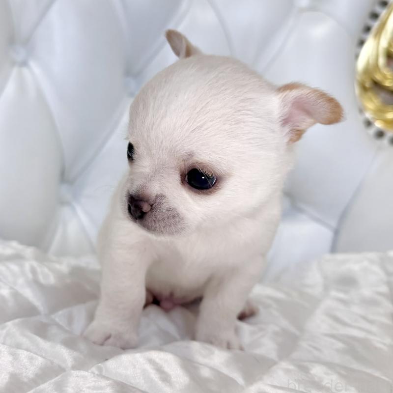 販売中の福岡県のチワワ(スムースコート)-435912の6枚目