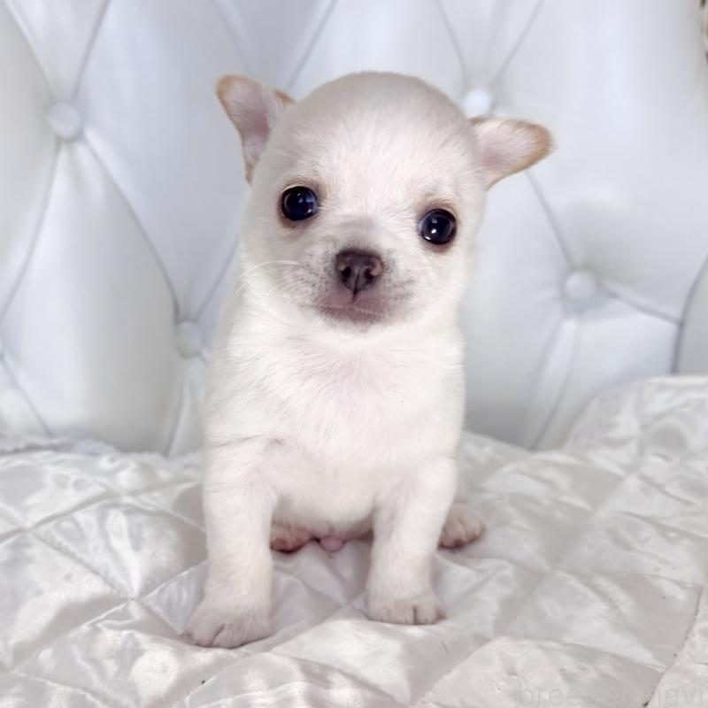 販売中の福岡県のチワワ(スムースコート)-435912の5枚目