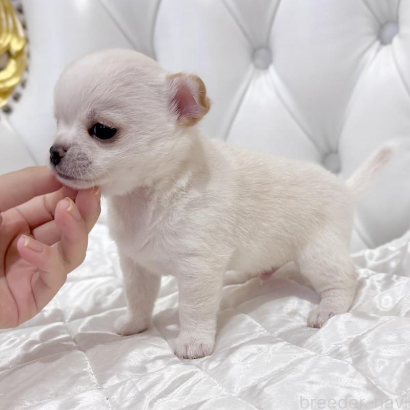 販売中の福岡県のチワワ(スムースコート)-435912の4枚目