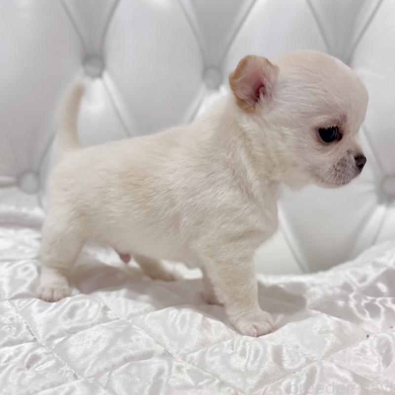 販売中の福岡県のチワワ(スムースコート)-435912の3枚目