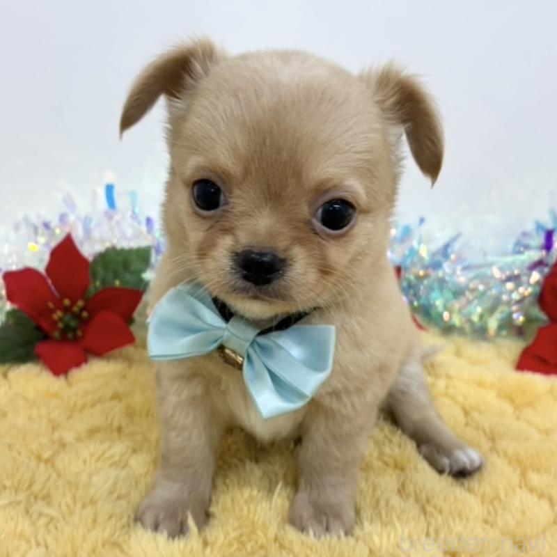 販売中の岐阜県のチワワ(ロングコート)-435911の1枚目