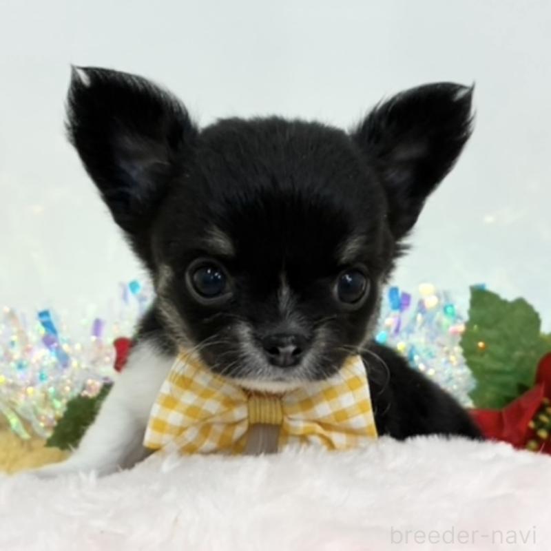 販売中の岐阜県のチワワ(ロングコート)-435913