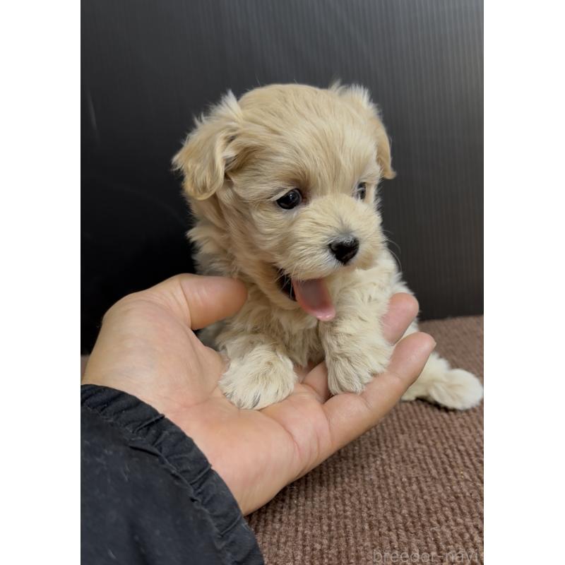 販売中の福岡県のマルプー:マルチーズ×トイプードル-435915の5枚目