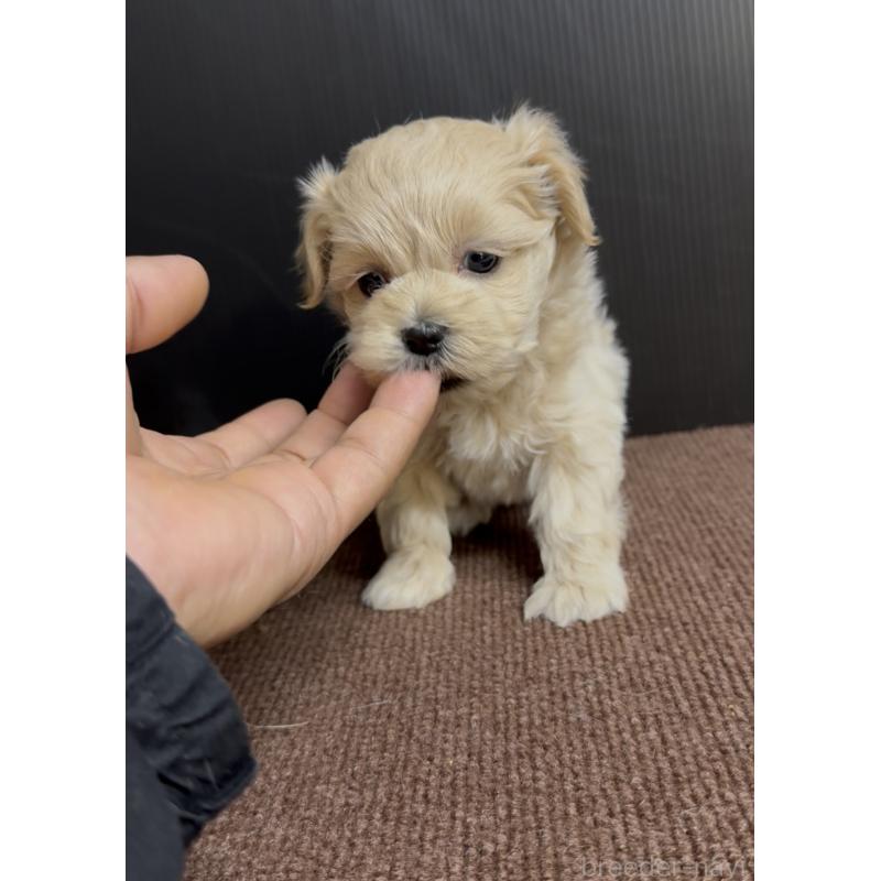 販売中の福岡県のマルプー:マルチーズ×トイプードル-435915の4枚目