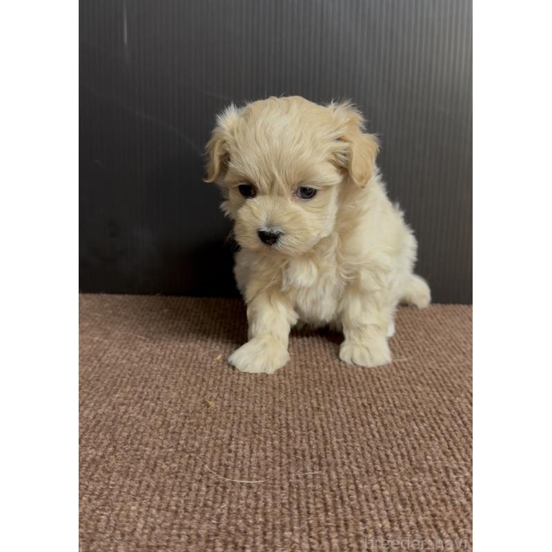 販売中の福岡県のマルプー:マルチーズ×トイプードル-435915の3枚目