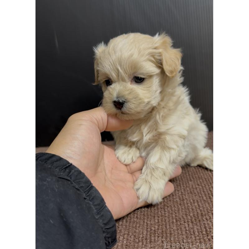 販売中の福岡県のマルプー:マルチーズ×トイプードル-435915の2枚目