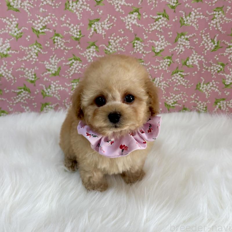 販売中の広島県のティーカッププードル-435914