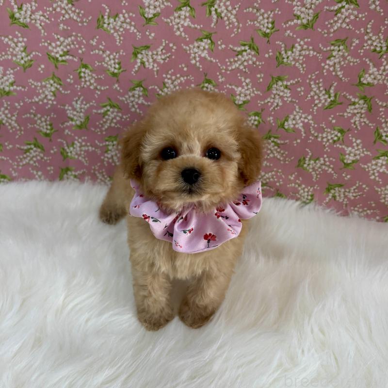 販売中の広島県のティーカッププードル-435914の4枚目